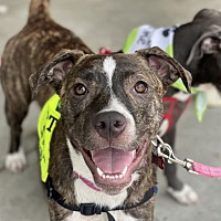 adopt a pet