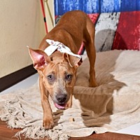 adopt a pet