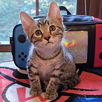 adopt a pet
