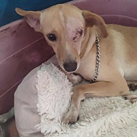 adopt-pet