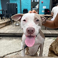 adopt a pet