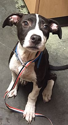 Kittery Me Boston Terrier Meet Eli A Pet For Adoption