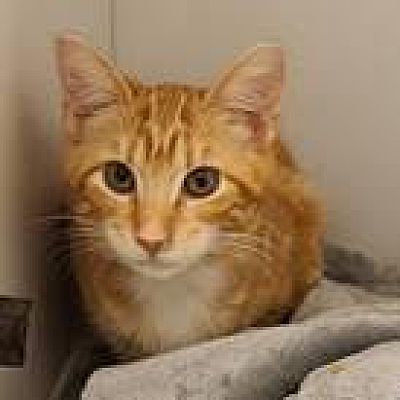 Fairfax, VA Domestic Shorthair. Meet Ladybug a Pet for Adoption