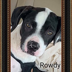 Thumbnail photo of Rowdy #4