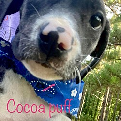 Photo of Cocoa Puff SF in MS