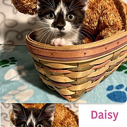 Photo of Daisy!