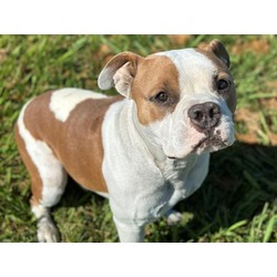 Photo of FLEA