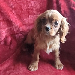 Photo of Ruby M Cavalier pup