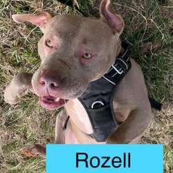 Thumbnail photo of Rozell #4