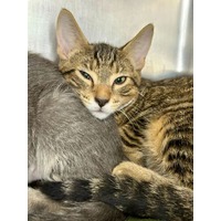 adopt-pet