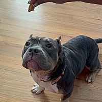 adopt a pet
