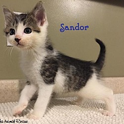 Thumbnail photo of Sandor -Adopted December  2016 #3