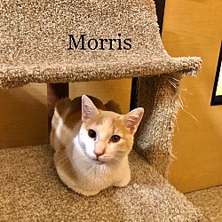 Thumbnail photo of Morris #2