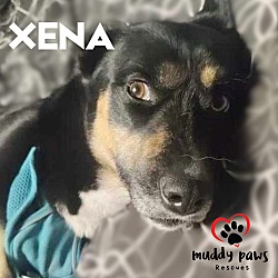 Thumbnail photo of Xena (Courtesy Post) #2