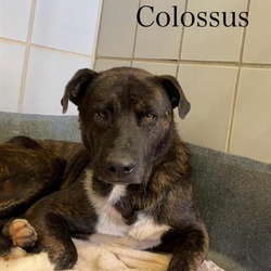 Photo of Colossus