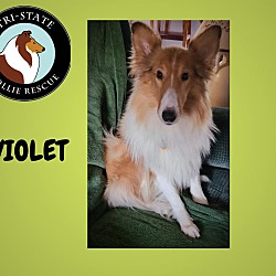 Thumbnail photo of Violet #1