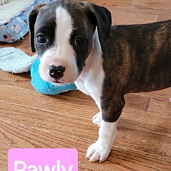 Thumbnail photo of Pawly (Mary’s Pound Pups) #1