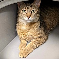 adopt-pet