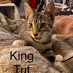 Thumbnail photo of King Tut #2