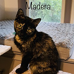 Thumbnail photo of Madera #2
