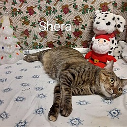 Thumbnail photo of Shera #3