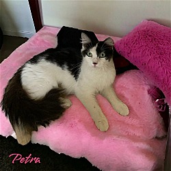 Thumbnail photo of Petra #3