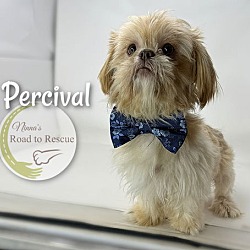 Thumbnail photo of Percival #3