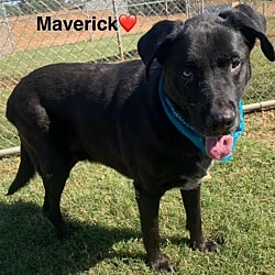 Thumbnail photo of Maverick #1