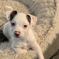 adopt-pet