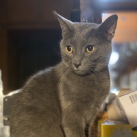 adopt a pet