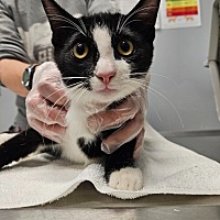 adopt a pet