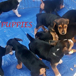 Thumbnail photo of MAY'S PUPPIES #2