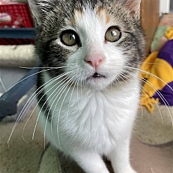 Thumbnail photo of Praline (Cute Calico Kitten) - $80 #1