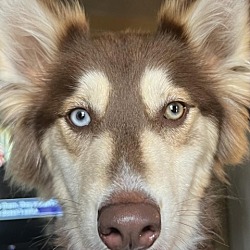 Photo of Bailey