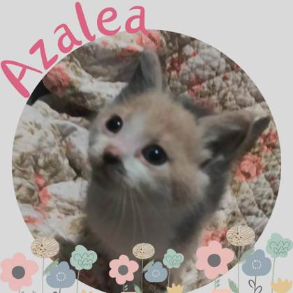 Photo of Azalea