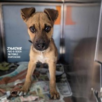 adopt a pet