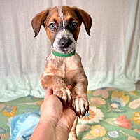 adopt a pet