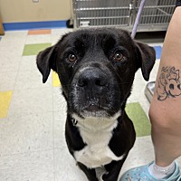 adopt a pet