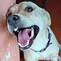 adopt a pet