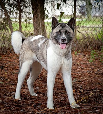 Jacksonville, FL - Akita. Meet Shiloe a Pet for Adoption - AdoptaPet.com