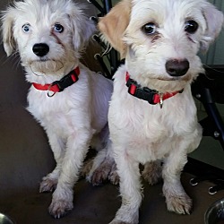Photo of Maltese Mix Sisters