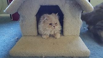 35 Best Photos Persian Cats For Adoption In Nj : Persian Long Hair Kittens For Sale In Westchester New York