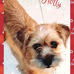 Thumbnail photo of Holly #2