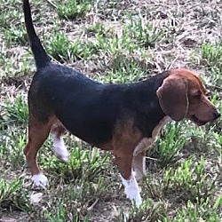 Thumbnail photo of Beagle #4