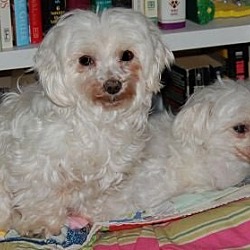 Thumbnail photo of Allie & Callie*Adopted #3