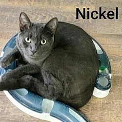 Photo of Nickel