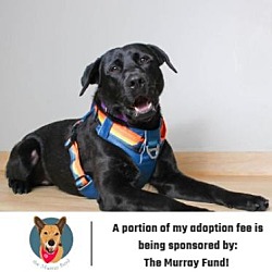 Photo of Jazz D10633 (Sponsored)
