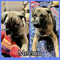 Photo of Meemo