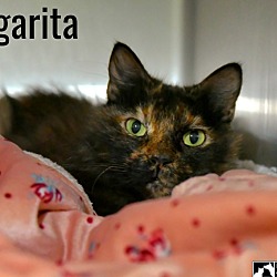 Thumbnail photo of Margarita #1