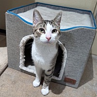 adopt a pet